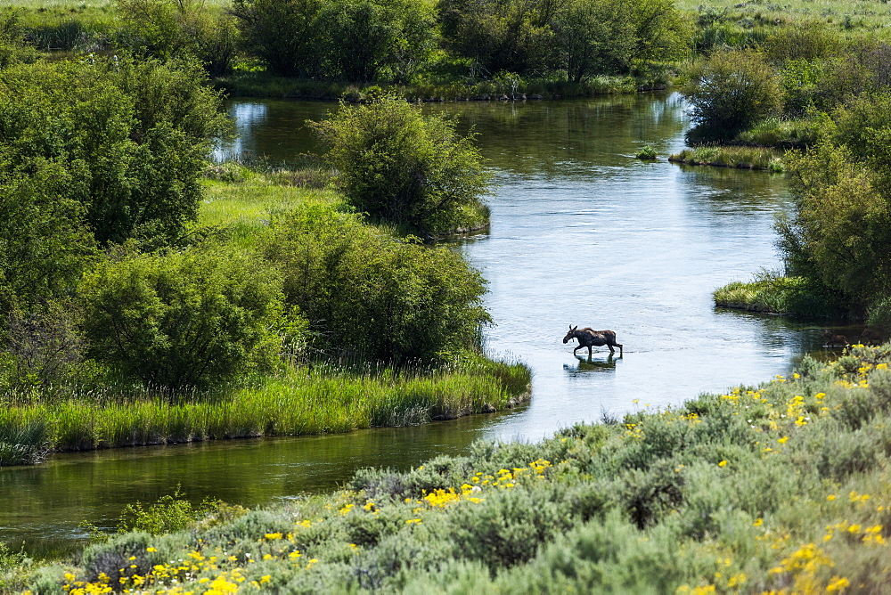 Moose crossing river in Picabo, Idaho, USA