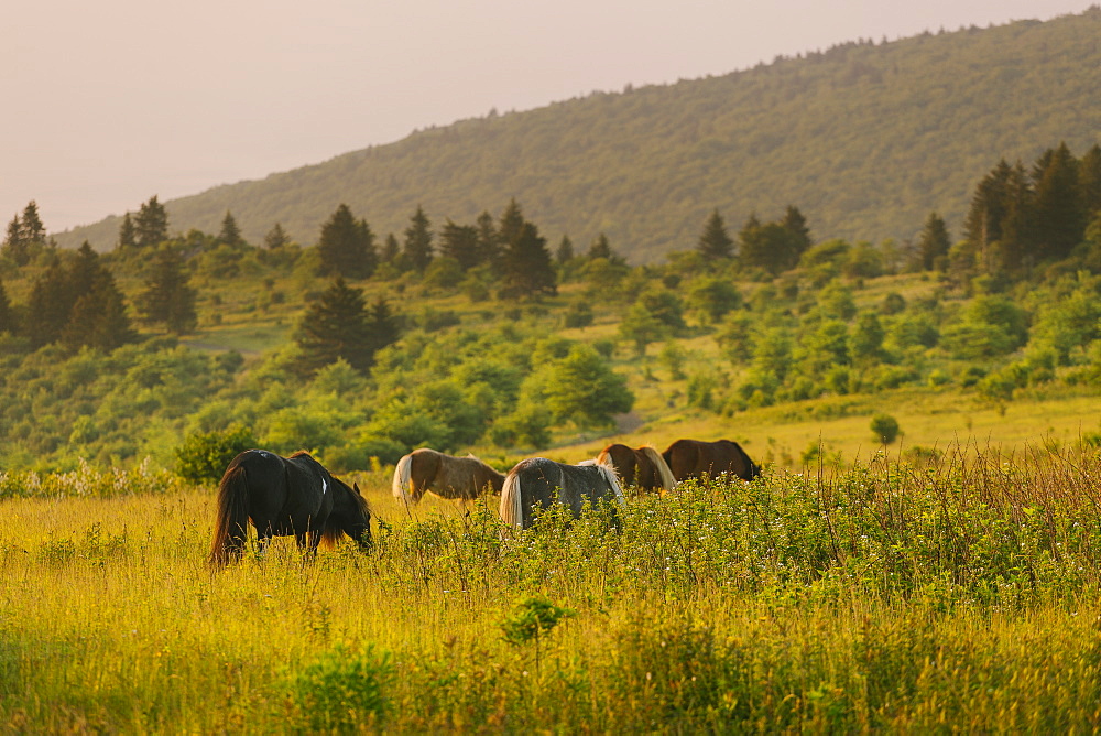 Wild ponies grazing in Mount Rogers National Recreation Area, USA