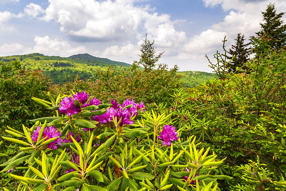 Purple flowers in Grayson Highlands State Park, USA