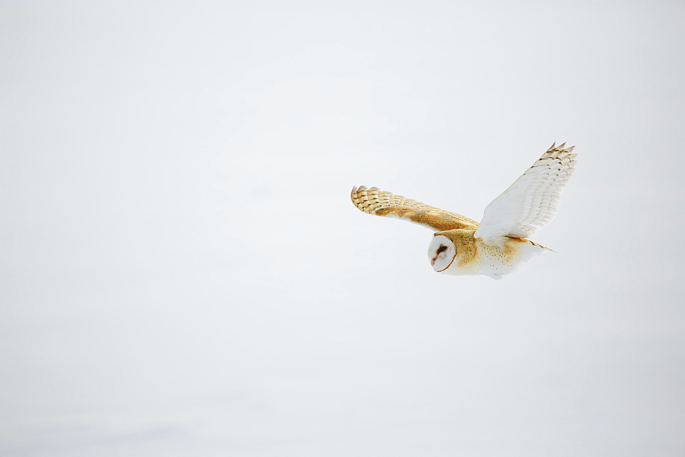 Barn owl in flight over snow