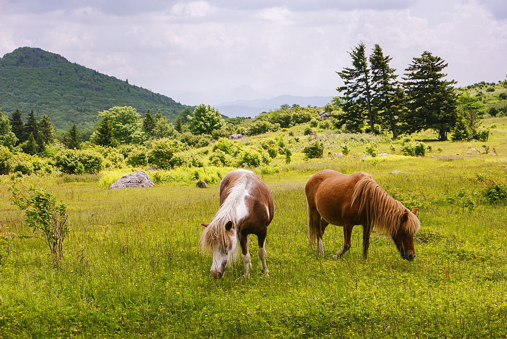 Wild ponies grazing in Mount Rogers National Recreation Area, USA