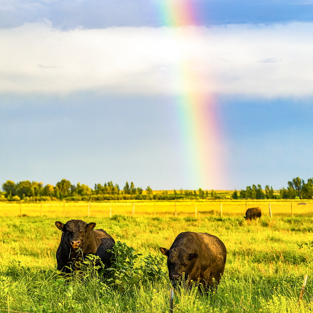 Bulls in field with rainbow in Picabo, Idaho, USA