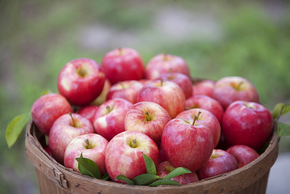 Apples in basket