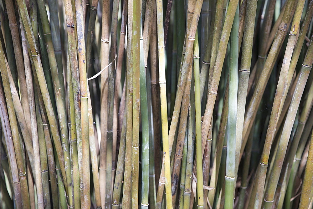 Bamboo branches