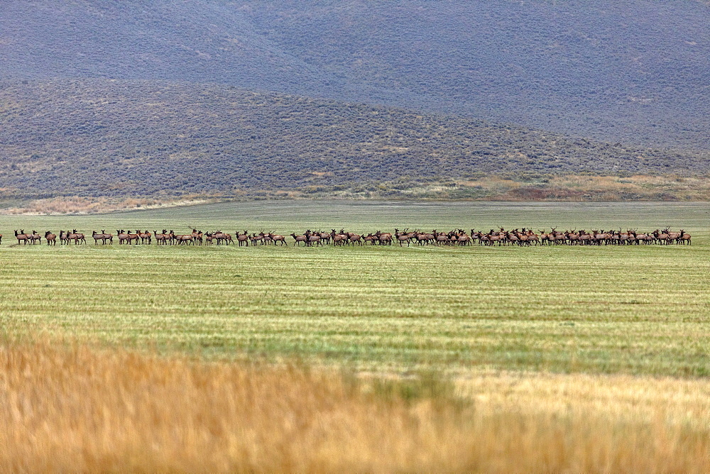 Herd of elk in field in Picabo, Idaho, United States of America