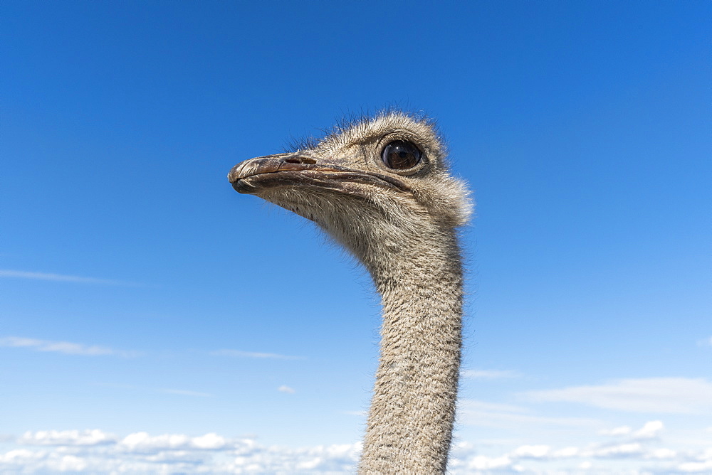 Portrait of ostrich against cloudy sky