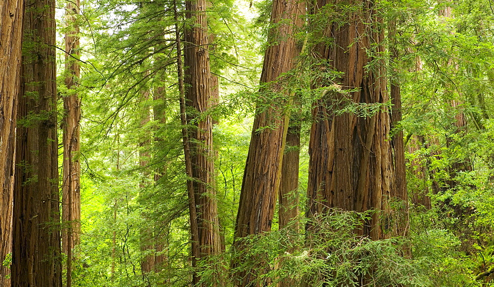 Redwood Trees in Muir Woods  California USA