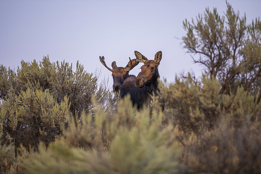 Bull and cow moose behind sagebrush in Picabo, Idaho, United States of America