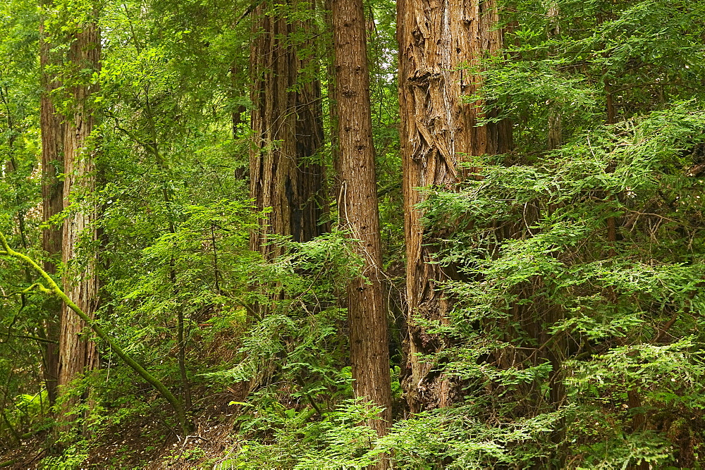 Redwoods  Muir Woods  California