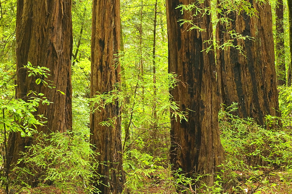 Redwoods in Muir Woods National Park California USA