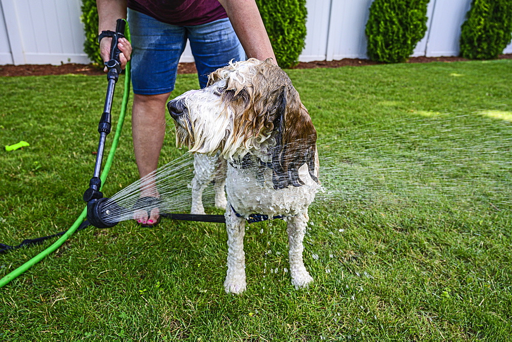 Woman washing dog on grass