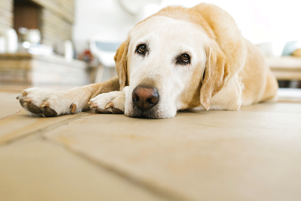 Yellow Labrador lying on floor