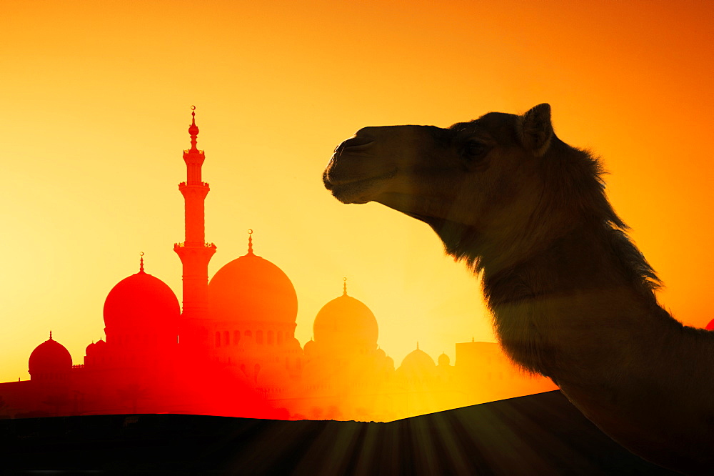 Camel in front of Sheikh Zayed Mosque at sunset in Abu Dhabi, United Arab Emirates
