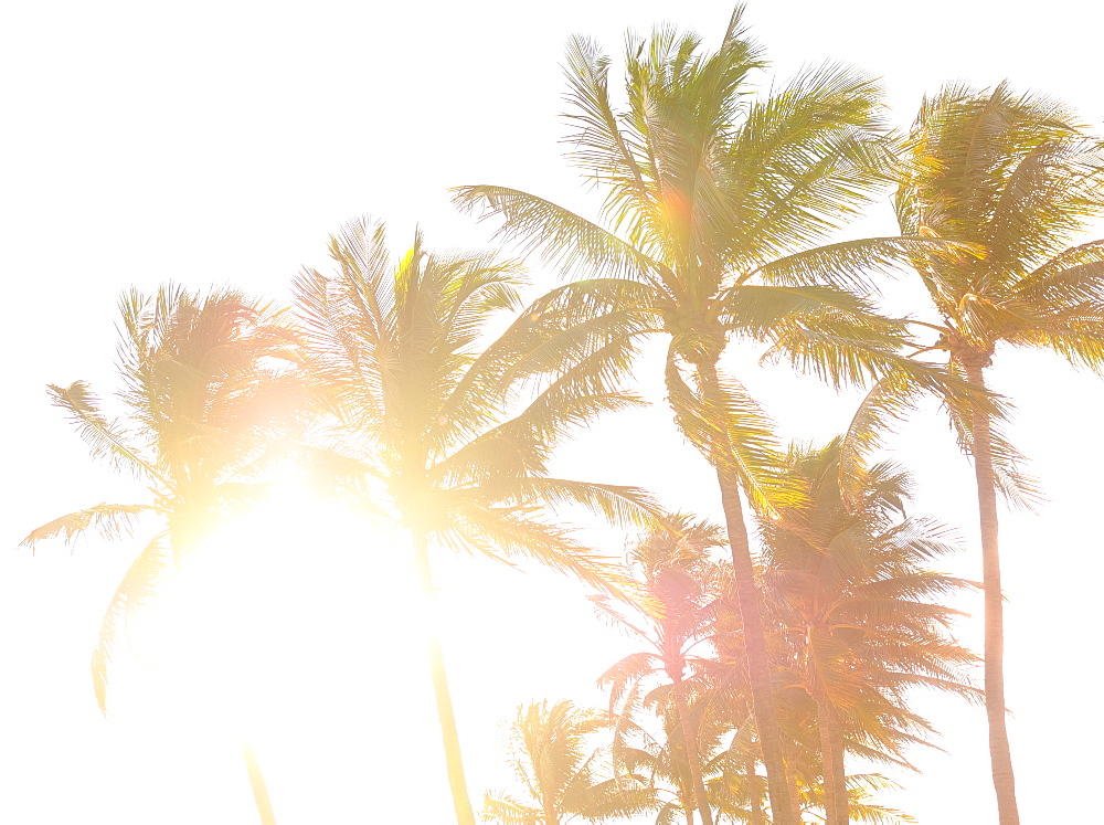 Palm trees against sunlight and clear sky, Miami, Florida, USA