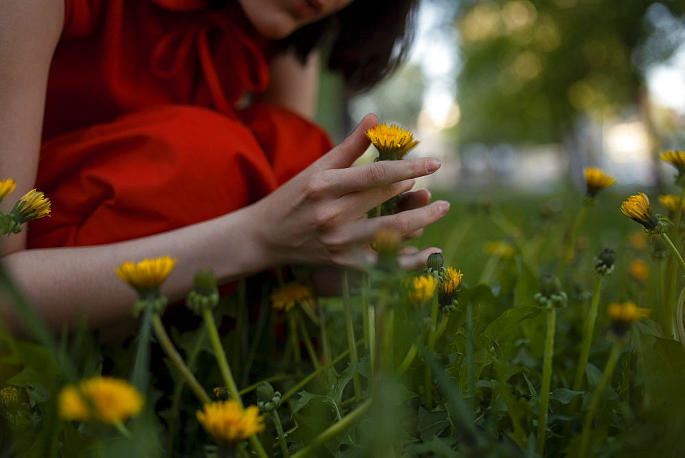 Hand of woman picking flowers