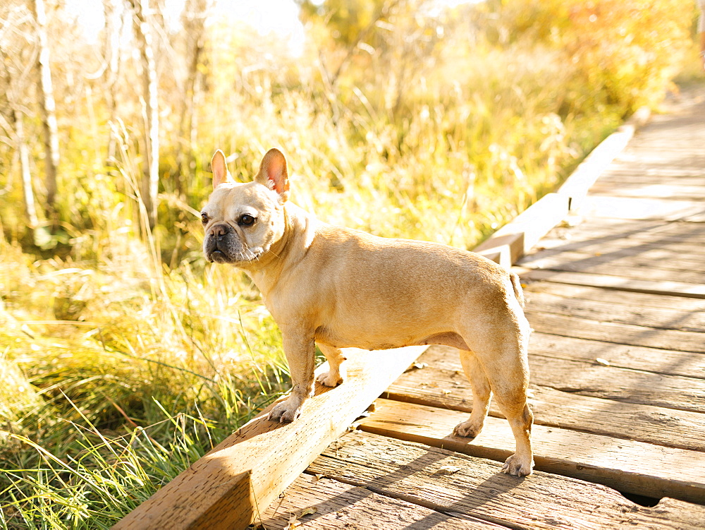French bulldog on forest boardwalk