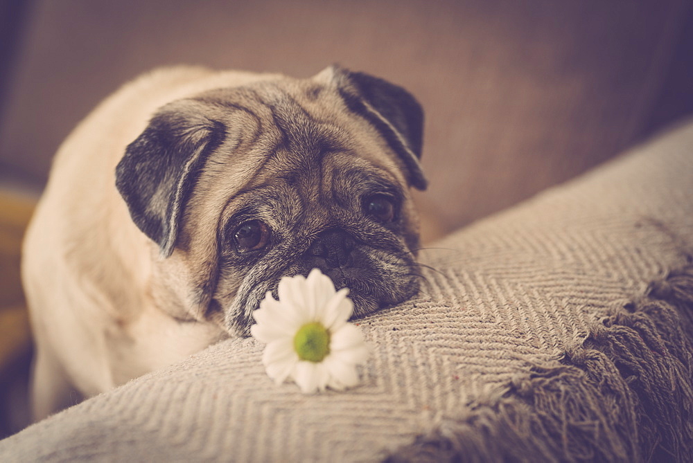 Pug with daisy on sofa