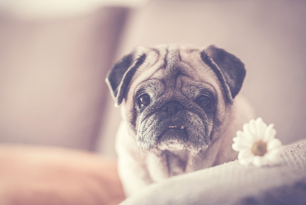 Pug with daisy on sofa