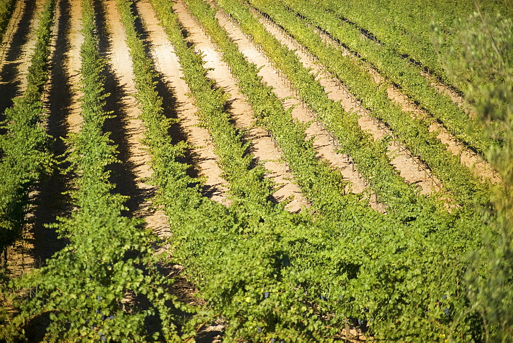 A vineyard in California