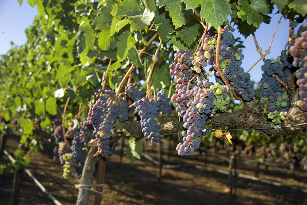 A vineyard in California