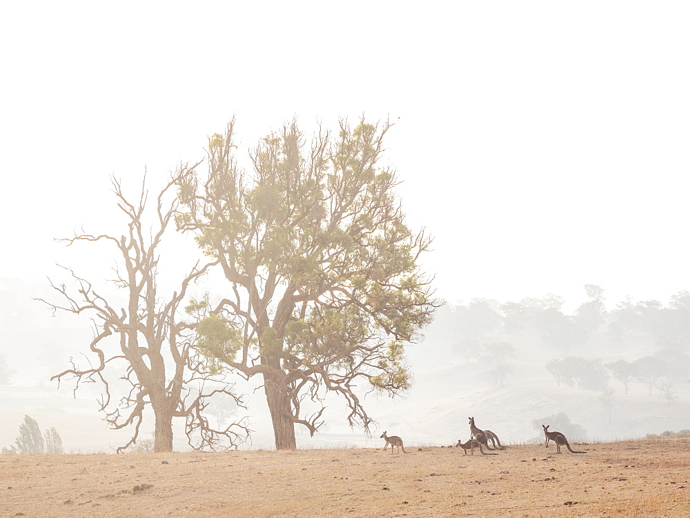 Kangaroos in dry field