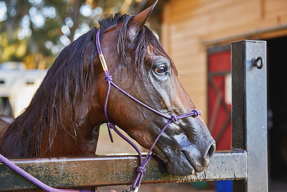 Portrait of horse in corral