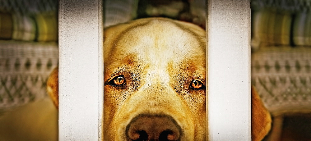 Labrador Retriever looking through balustrade