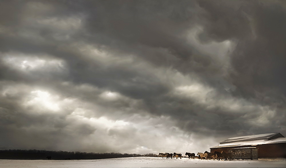 USA, Herd of horses at stormy day