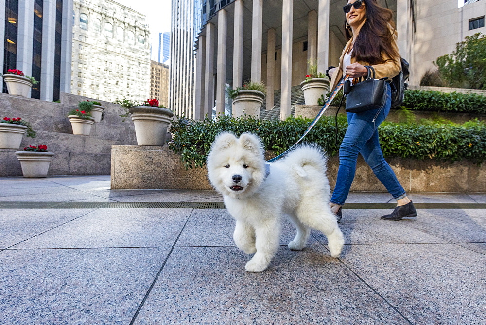 USA, California, San Francisco, Samoyed puppy on walk in city