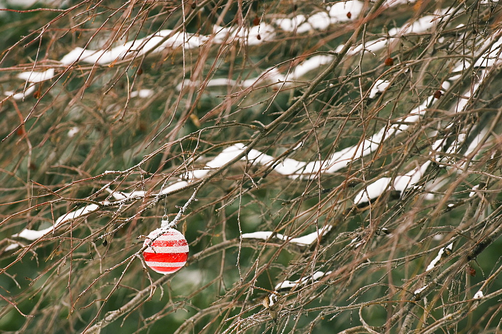 One Christmas ornament hanging in tree