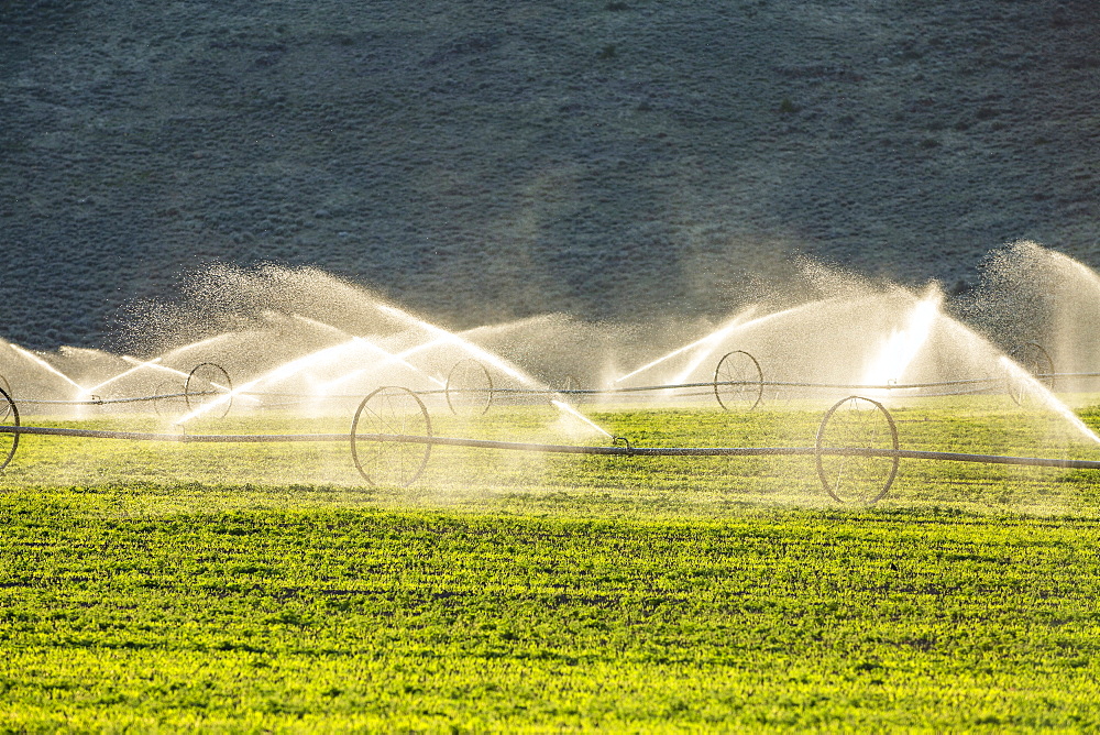 USA, Idaho, Picabo, Irrigation equipment watering new crops