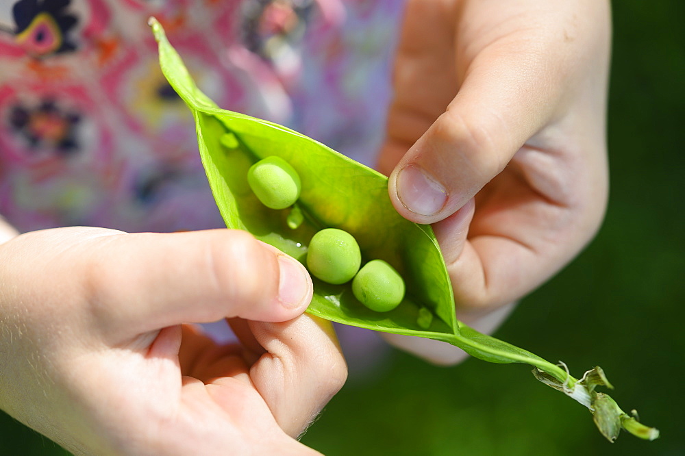 Girl opening pea pod from garden