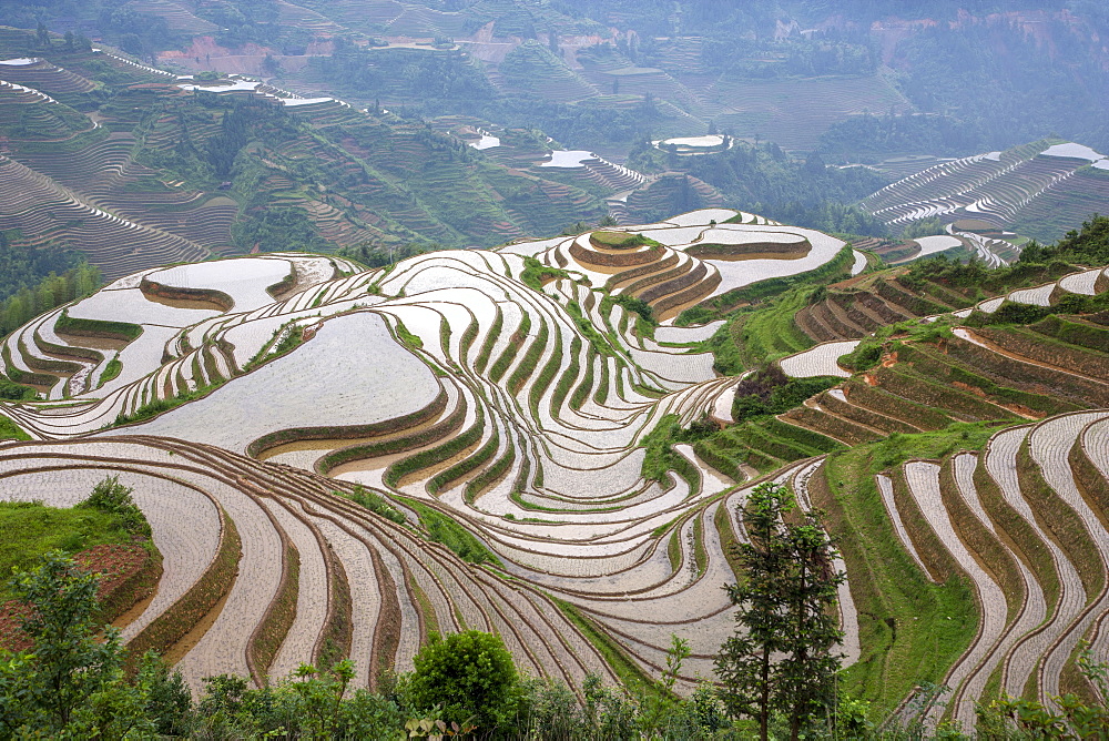 China, Guangxi, Guilin, Longsheng, Terraced rice fields