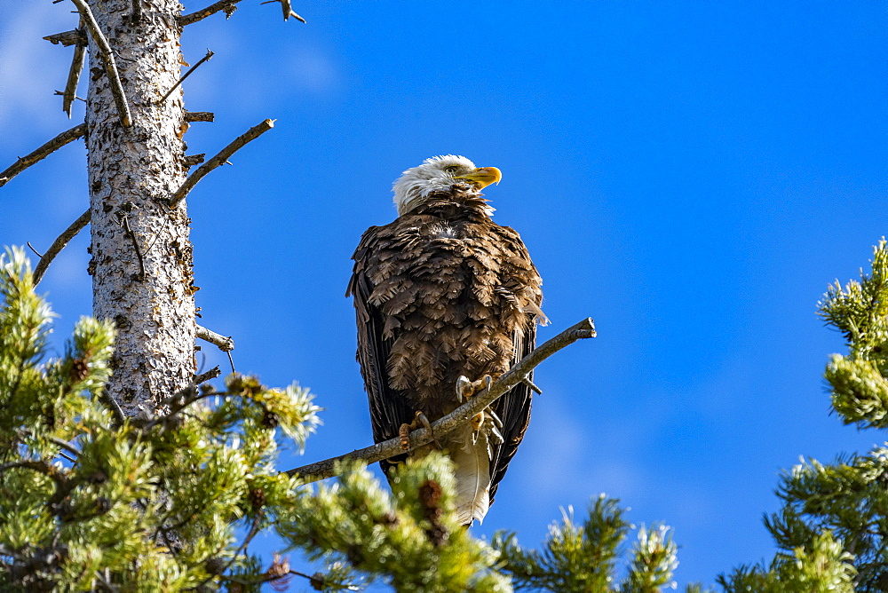 USA, Idaho, Stanley, Bald Eagle perching in tree above Redfish Lake