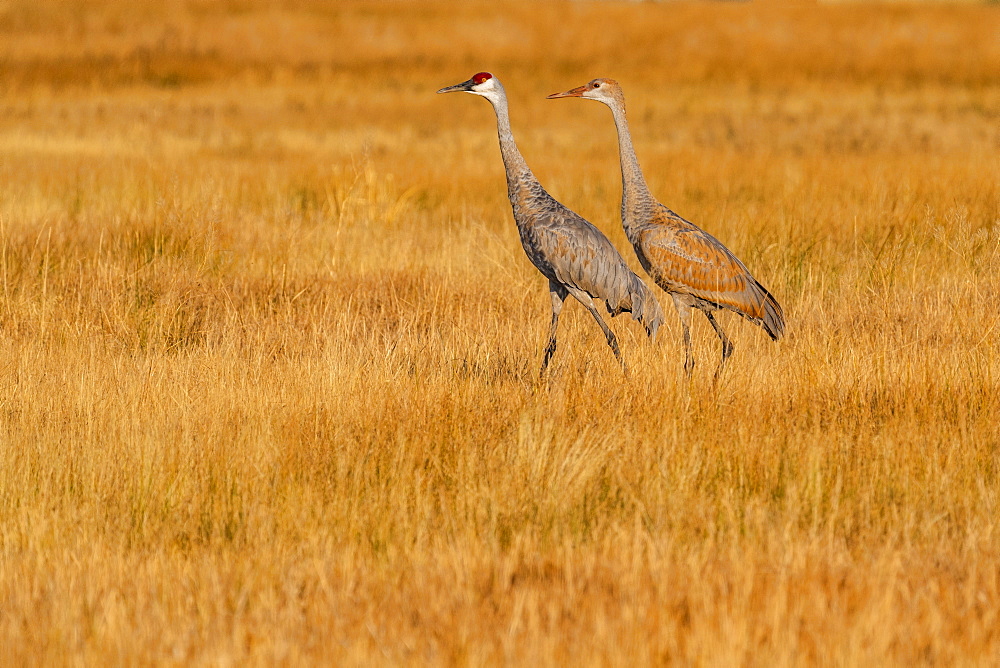 USA, Idaho, Bellevue, Sandhill Cranes (Antigone canadensis) walking in grass