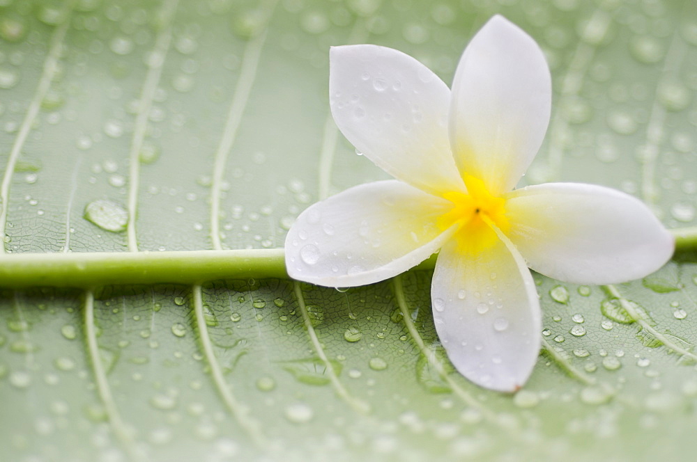 Close-up of plumeria flower