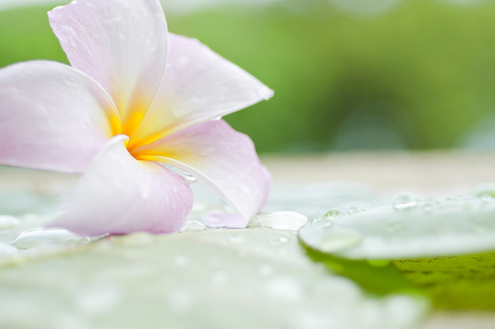 Close up of Plumeria flower