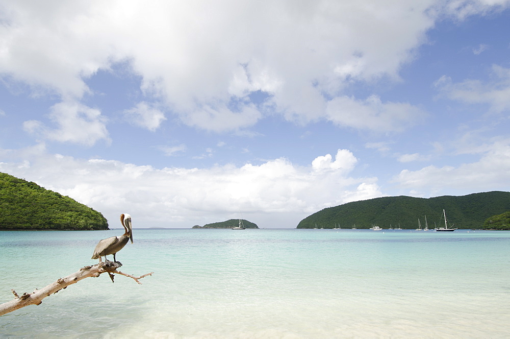 USA, USA Virgin Islands, St. John, Pelican perching on log on tropical beach