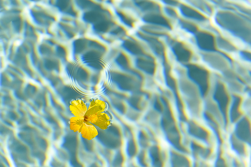 Yellow flower floating on water surface