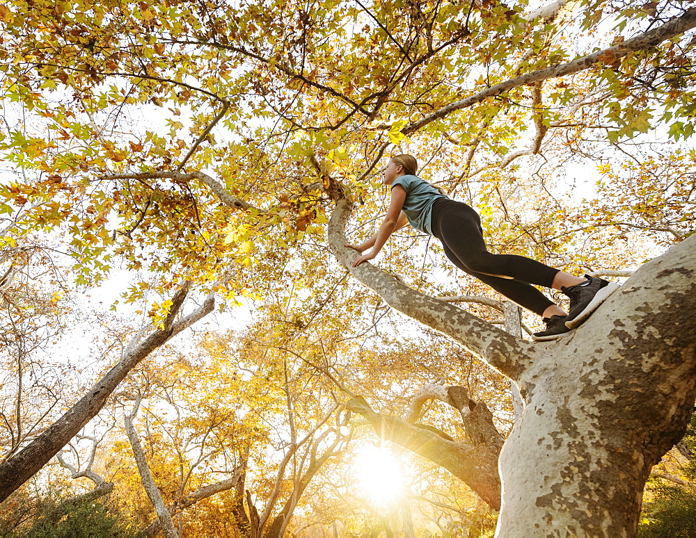 United States, California, Mission Viejo, Low angle view of girl (12-13) climbing tree in forest at sunset