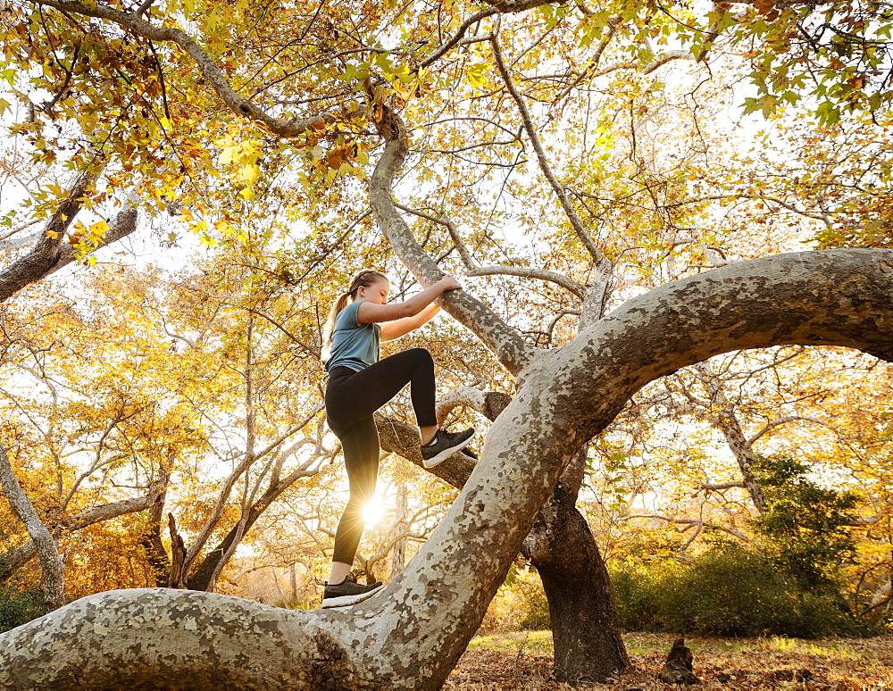 United States, California, Mission Viejo, Girl (12-13) climbing tree in forest at sunset