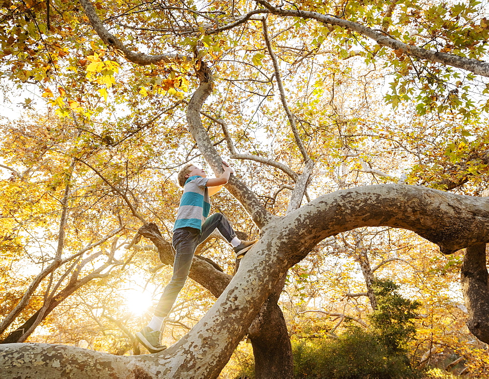 United States, California, Mission Viejo, Boy (10-11) climbing tree in forest at sunset