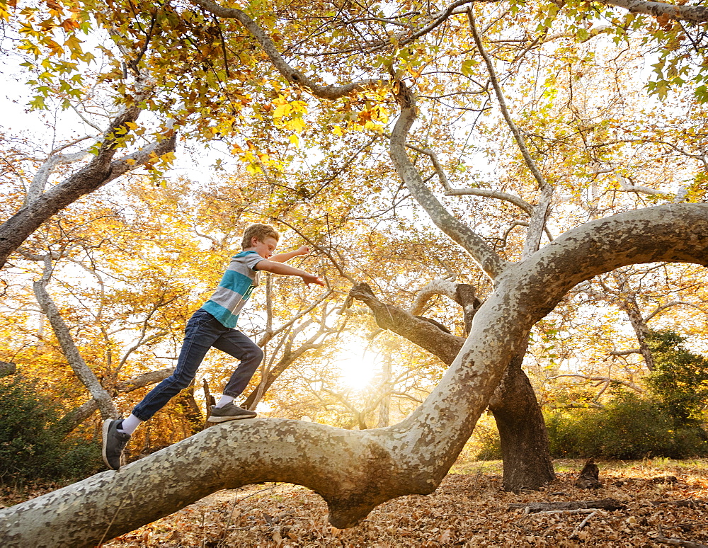 United States, California, Mission Viejo, Boy (10-11) climbing tree in forest at sunset