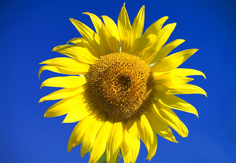 Sunflower with blue sky