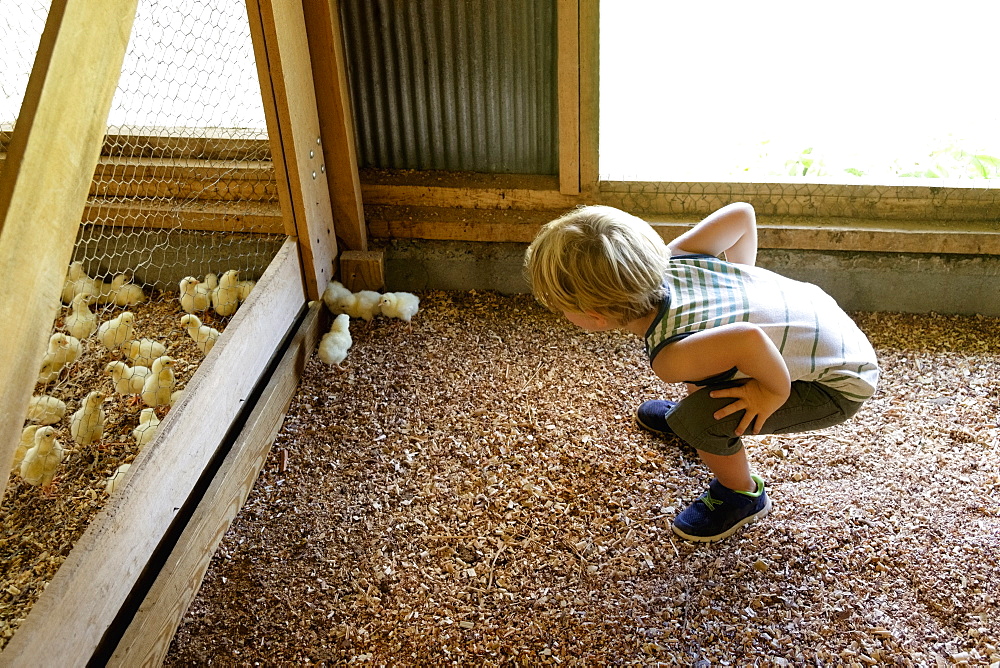 Young boy bending down, looking at fluffy chicks