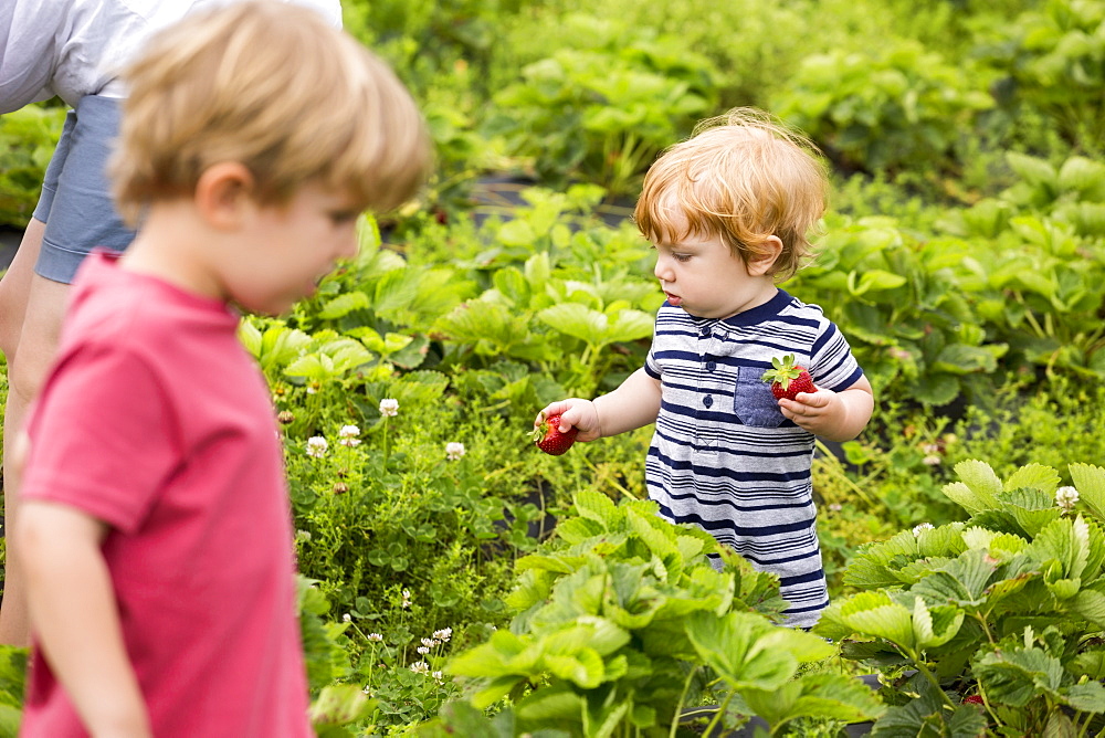 Mother and young sons picking strawberries