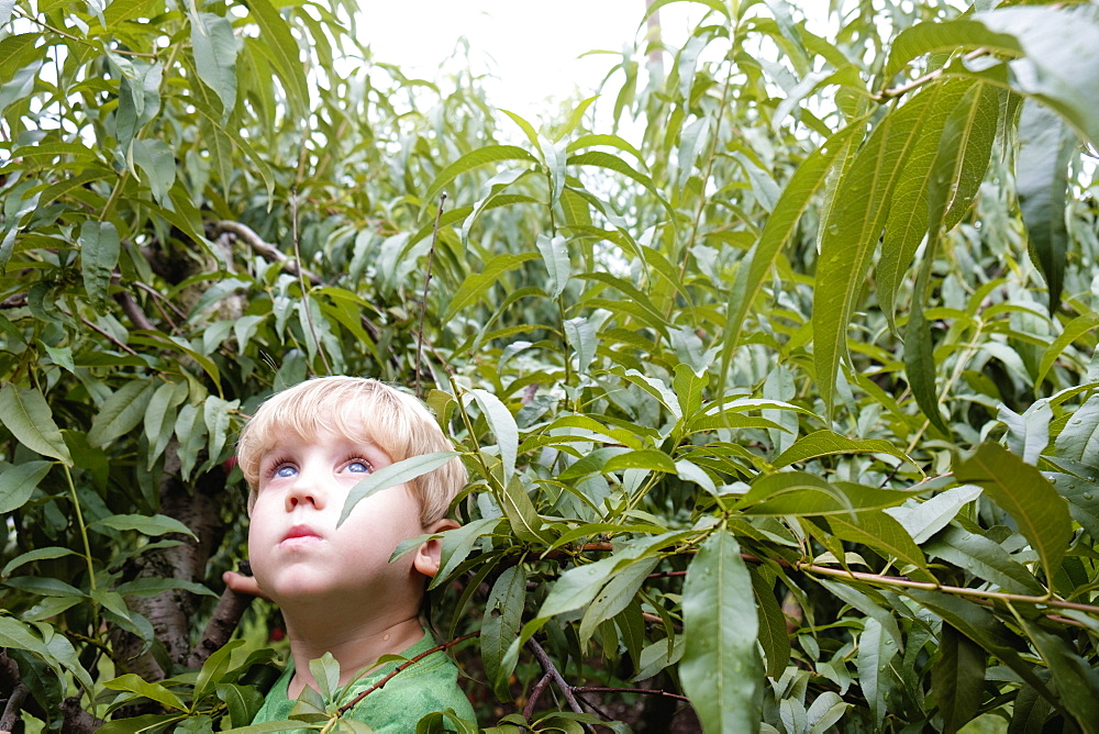 Portrait of boy looking up from peach trees on fruit farm