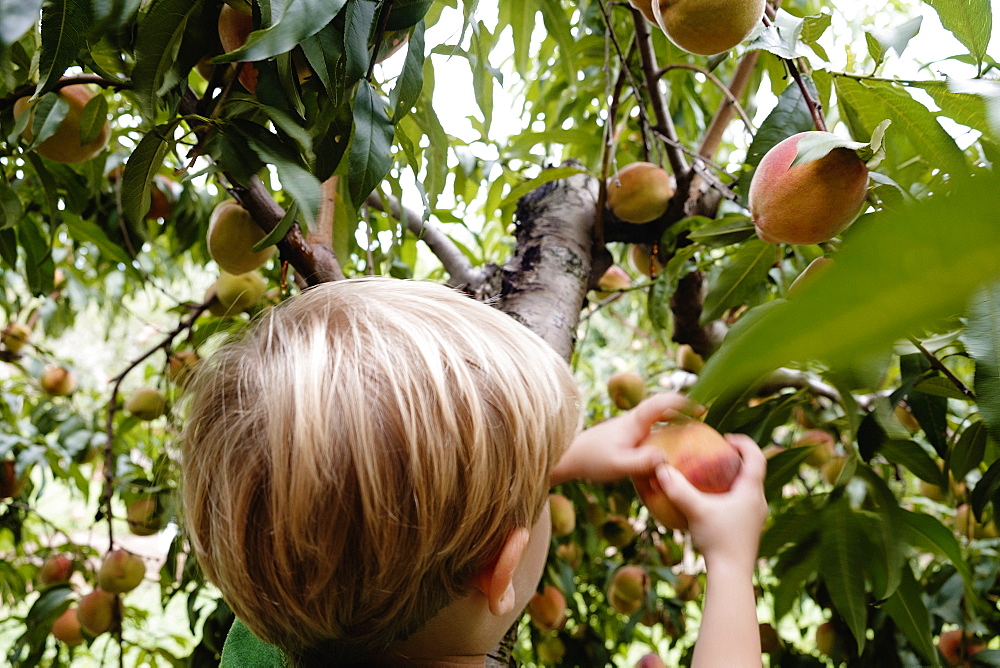 Rear view of boy picking peach from tree on fruit farm