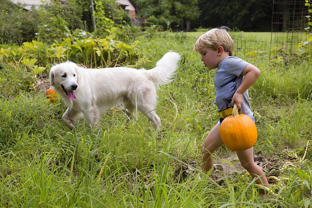 Boy with dog carrying heavy pumpkin on fruit farm