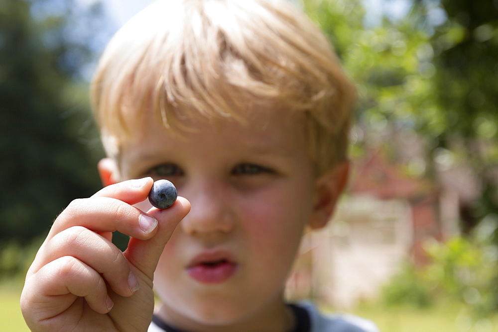 Portrait of boy staring at picked blueberry on fruit farm